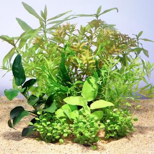 水草 Mini チャーム（ペット） （水草）小型水槽向け 水草12種レイアウト