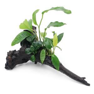 チャーム（charm） （水草）アヌビアス バルテリー Lサイズ（1株分