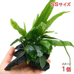 【現物写真】水中葉　アヌビアス ナナゴールデンミニ付き流木 一本で景観が完成する チャーム（charm） （水草）アヌビアスナナ ゴールデン 流木 SS