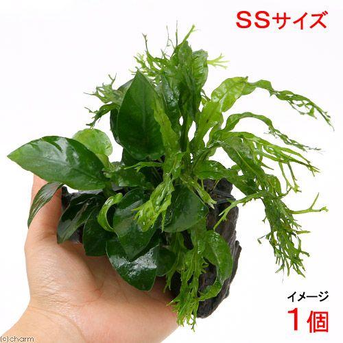 （水草）アヌビアスナナ＆ミクロソリウム　ウェンディロフ付　流木　ＳＳサイズ（１本）（約１０ｃｍ）