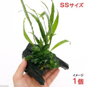 オザヤン⭐︎水槽用流木とアヌビアス 観葉植物のセット chanet_460845