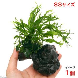 チャーム（charm） （水草）ミクロソリウム ウェンディロフ付 流木
