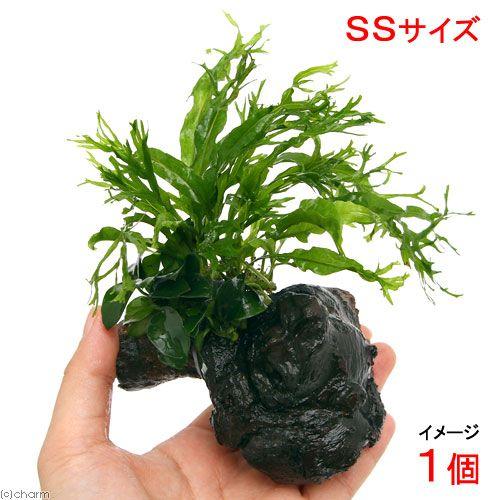 （水草）アヌビアスナナ　プチ＆ミクロソリウム　ウェンディロフ付　流木　ＳＳサイズ（１個）（約１０ｃｍ...