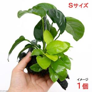 （水草）アヌビアスナナ　ゴールデン＆バルテリー　流木付　Ｓサイズ（１本）（約１５ｃｍ）｜chanet