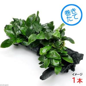 （水草）アヌビアスナナ　流木付　ＤＸ（水上葉）（１本）（約２５ｃｍ）｜chanet