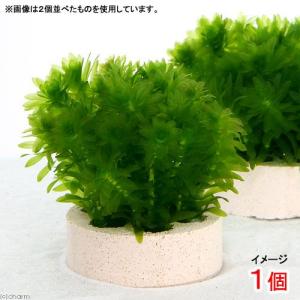【1000本】天然 アナカリス チャーム（charm） （水草）メダカ・金魚藻 国産 無農薬アナカリス