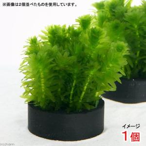 （水草）メダカ・金魚藻　国産　ハニカムシェルターブラック　アナカリス　ミニ（１個）　北海道航空便要保温