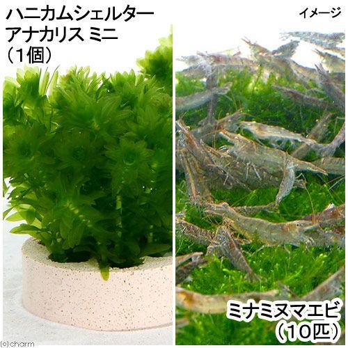 （エビ）（水草）ハニカムシェルター　アナカリス　ミニ（１個）＋ミナミヌマエビ（１０匹）
