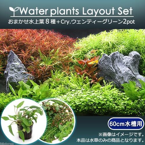 （水草）おまかせ水上葉　レイアウトセット　６０ｃｍ水槽用　８種＋Ｃｒｙ．ウェンティーグリーン（２ポッ...