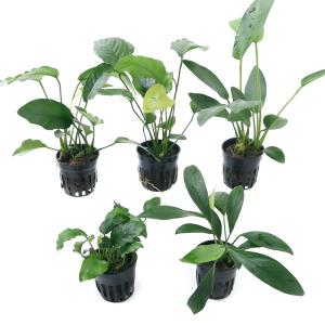 チャーム（ペット） （水草）おまかせアヌビアス＆ミクロソリウム