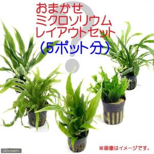 《一時非表示》（水草）おまかせミクロソリウム　レイアウト　セット（前〜後景用計５ポット分）