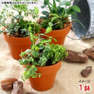 （観葉植物）テラコッタプランツ　ミニ　おまかせ２種ミックス（１鉢）　鉢植え　おしゃれ　室内　プレゼント｜chanet