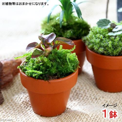 （観葉植物）テラコッタプランツ　ミニ　おまかせ山野草（１鉢）　鉢植え　おしゃれ　室内　プレゼント
