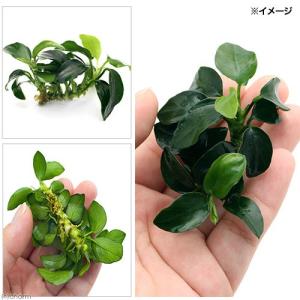 (水草)★処理済み★ アヌビアスナナ プチ(水...の詳細画像1