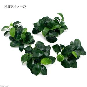 (水草)★処理済み★ アヌビアスナナ プチ(水...の詳細画像2