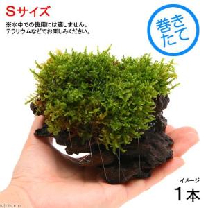 スナゴケ 砂苔 こけ すなごけ 半トレー25×30cm 苔盆栽 苔