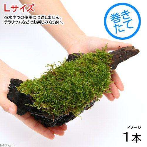 （テラリウム）苔　テラ向け　ハイゴケ付流木　Ｌサイズ（約２５ｃｍ）（１本）