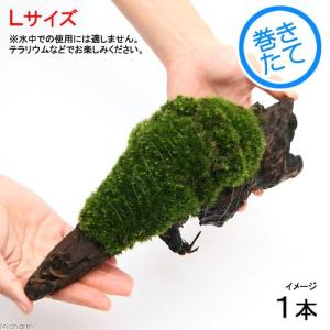 山野草）ビバリウムプランツ 極姫ユキノシタ（極姫雪ノ下）3cm