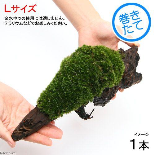 （テラリウム）苔　テラ向け　ヤマゴケ付流木　Ｌサイズ（約２５ｃｍ）（１本）