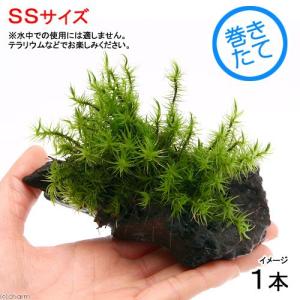 観葉植物 苔 テラ向け シッポゴケ付流木 ｌサイズ 約２５ｃｍ １本 チャーム Charm Paypayモール店 通販 Paypayモール