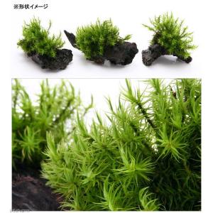 (観葉植物)テラリウム 苔 テラ向け シッポゴ...の詳細画像1