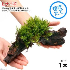 チャーム（charm） （観葉植物）テラリウム 苔 スナゴケ 1パック分