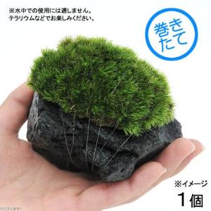 チャーム（charm） （テラリウム）苔 テラ向け シッポゴケ付溶岩石 S