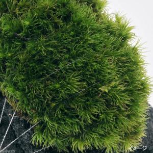 (観葉植物)テラリウム 苔 テラ向け ヤマゴケ...の詳細画像1