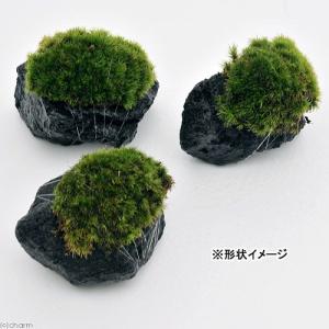 (観葉植物)テラリウム 苔 テラ向け ヤマゴケ...の詳細画像2