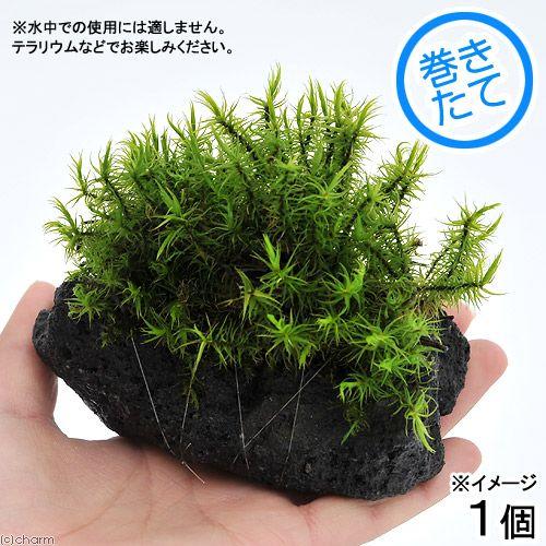 （テラリウム）苔　テラ向け　シッポゴケ付溶岩石　Ｓサイズ（約８〜１０ｃｍ）（１個）