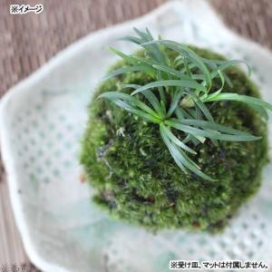 チャーム（charm） （多肉植物）ユーフォルビア シンメトリカ 雌株 3