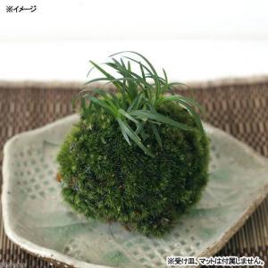 (盆栽)苔玉 リュウノヒゲ(1個) 観葉植物 コケ玉の詳細画像2