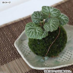 （盆栽）苔玉　ユキノシタ（１個）　観葉植物　コケ玉