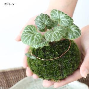 (盆栽)苔玉 ユキノシタ(1個) 観葉植物 コケ玉の詳細画像1
