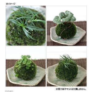 (盆栽)苔玉 植物おまかせ(3個) 観葉植物 コケ玉の詳細画像2