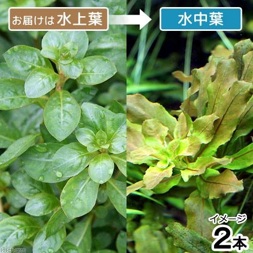 （水草）ルドウィジアｓｐ．ビローサ（スファエロカルパ）（無農薬）（水上葉）（２本）