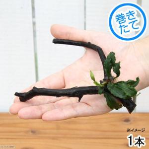 チャーム（charm） （水草）組織培養 ミニカップ ブセファランドラsp