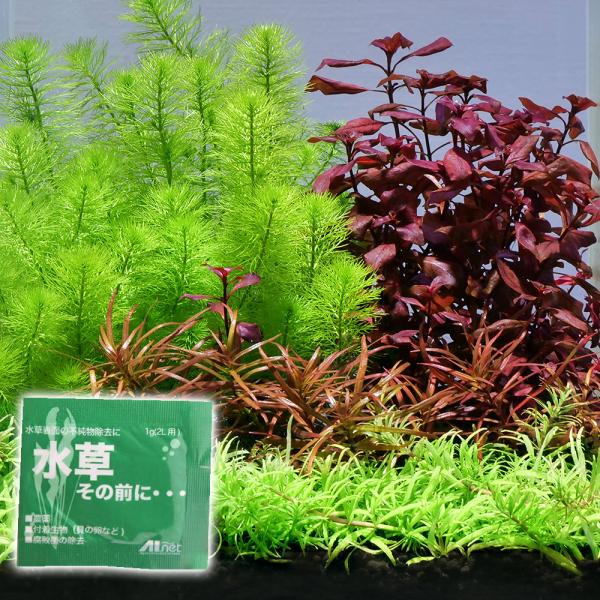 （水草）おまかせ水上葉　レイアウトセット　２０ｃｍ水槽用　４種（無農薬）（水草説明書付）＋水草その前...