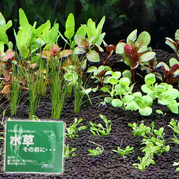 （水草）おまかせ水上葉　レイアウトセット　３０ｃｍ水槽用　６種（無農薬）（水草説明書付）＋水草その前...
