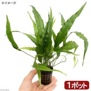 水草）ミクロソリウム 本ナローリーフ（水中葉）（無農薬）（葉数3