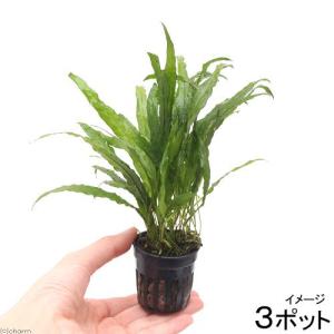 ミクロソリウム プテロプスナローリーフ水上葉 10potセット