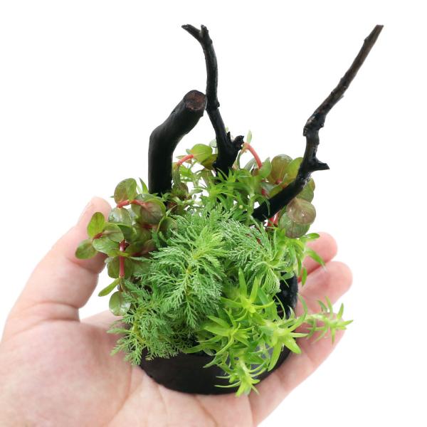 （水草）ハニカムシェルター　寄せ植え　ボンサイ（水上葉）（無農薬）（１個）