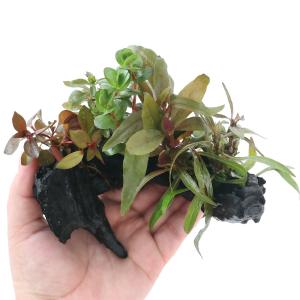 水草）巻きたて ボルビティス ヒュディロティ 流木 Mサイズ（約