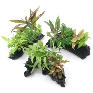 (水草)おまかせ水草 流木付 ミックス Sサイ...の詳細画像1
