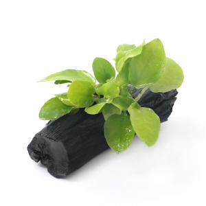 チャーム（charm） （水草）おまかせ水上葉 レイアウトセット 20cm