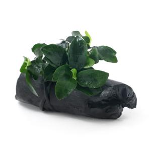 水草）☆株売り☆ アヌビアスナナ プチ（水上葉）（5株） : チャーム