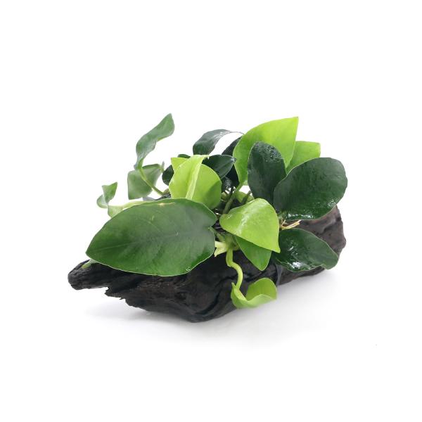 （水草）アヌビアス３種付き（ナナ・ゴールデン・プチ）　流木　ＳＳサイズ（約１０ｃｍ）（水上葉）（１本...