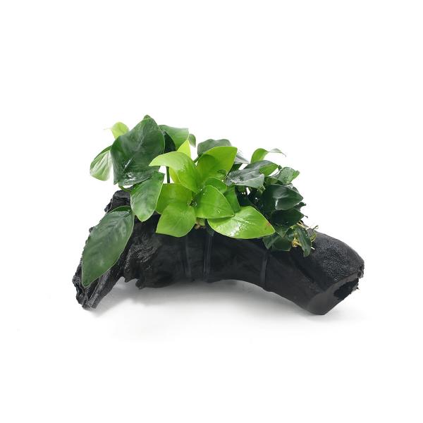 （水草）アヌビアス３種付き（ナナ・ゴールデン・プチ）　流木　Ｓサイズ（約１５ｃｍ）（水上葉）（１本）