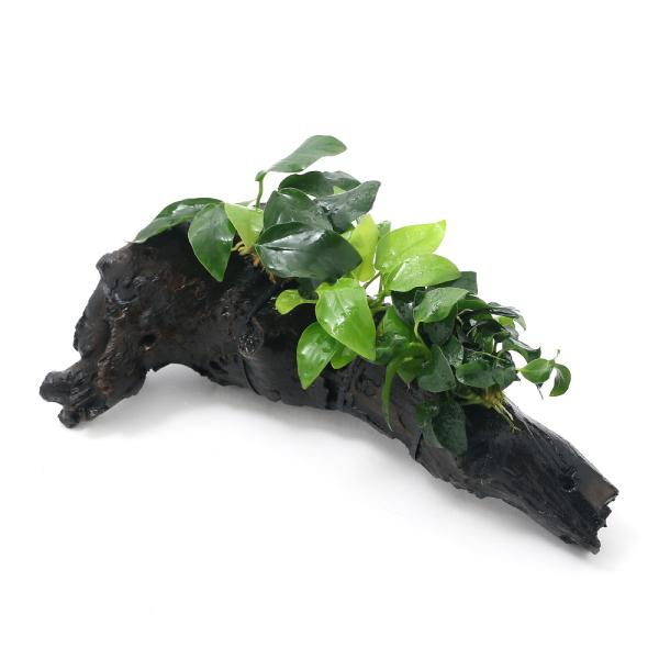 （水草）アヌビアス３種付き（ナナ・ゴールデン・プチ）　流木　Ｌサイズ（約２５ｃｍ）（水上葉）（１本）