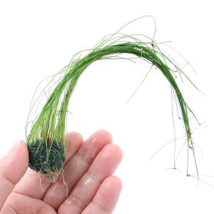 GEX（ジェックス） シュリンプ一番サンド 2kg 熱帯魚 用品 ソイル